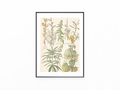 Originaltafel Hanf Cannabis sativa, Spinat, Yamswurzel 1895