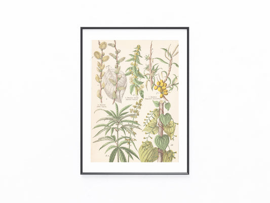 Originaltafel Hanf Cannabis sativa, Spinat, Yamswurzel 1895