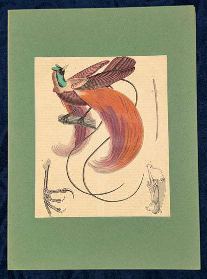 1856 Original Paradiesvogel Seleucidis melanoleuca Vogelkunde Zoologie