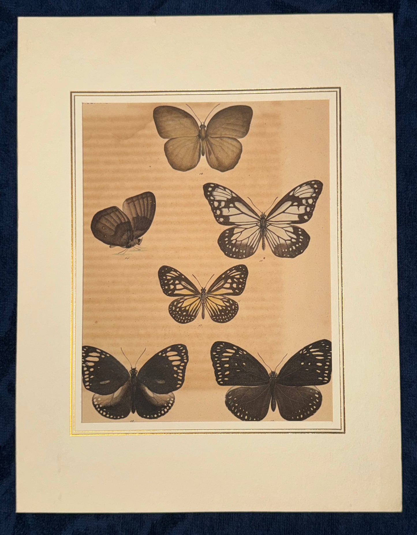 Original Schmetterlingse Tafel 1850 | Exotische Falter in Naturfarben | koloriert