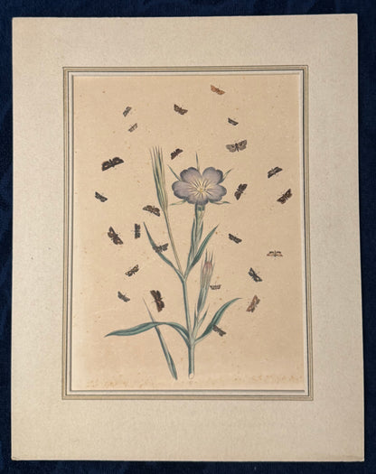 1850 Original Naturstudie Blüte & Schmetterlinge | Handkolorierter Kupferstich