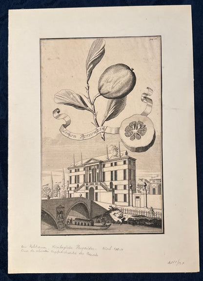 Kupferstich Limon Personzini 1708 | Historische Zitrusgrafik Zitrone