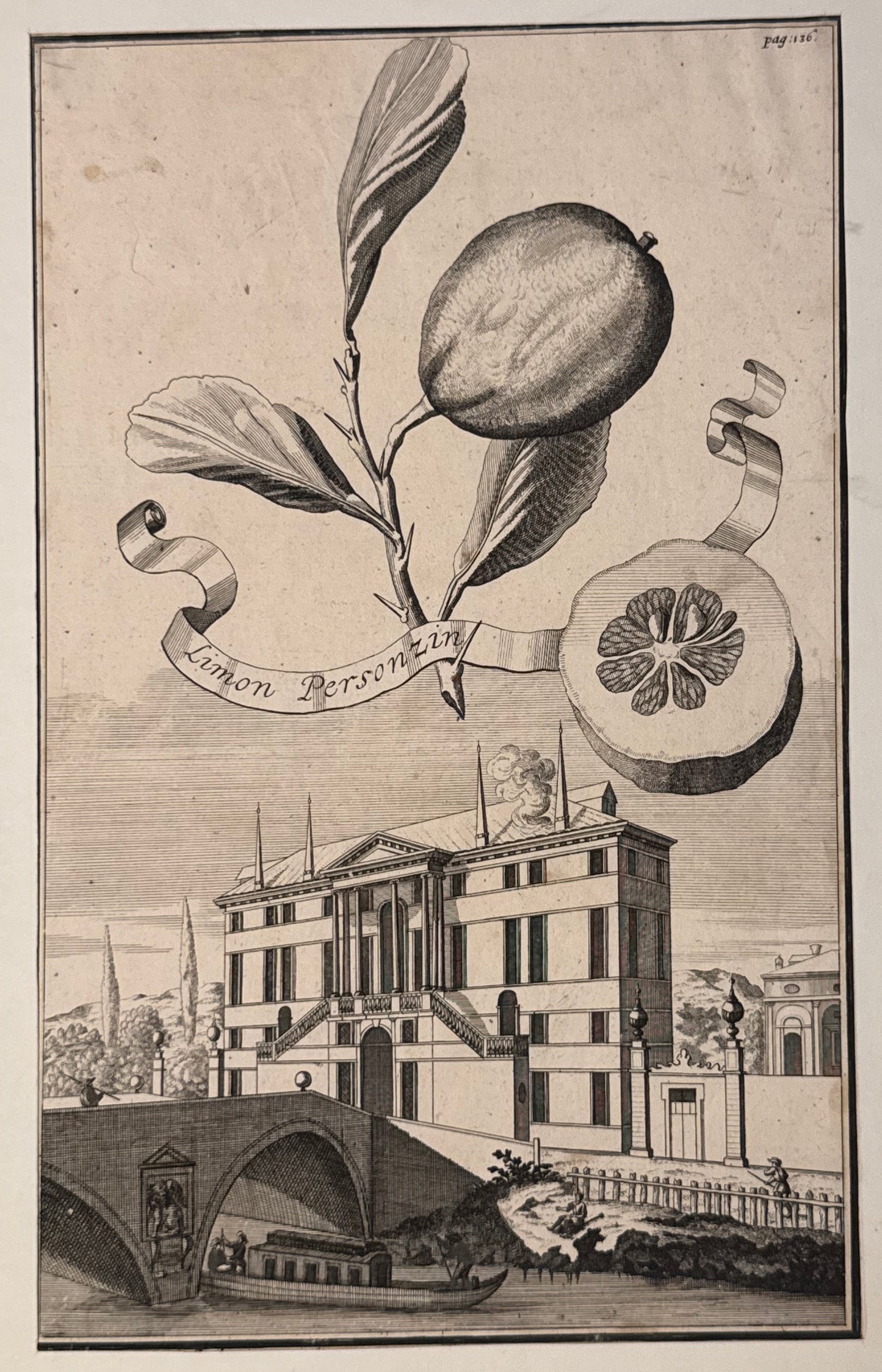 Kupferstich Limon Personzini 1708 | Historische Zitrusgrafik Zitrone