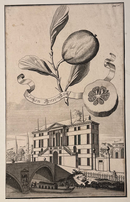 Kupferstich Limon Personzini 1708 | Historische Zitrusgrafik Zitrone