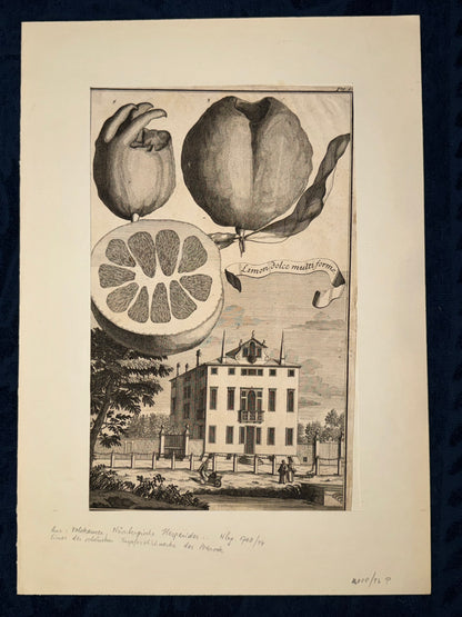 Limon dolce multiforme 1708 | Kupferstich Zitrusgrafik Zitrone