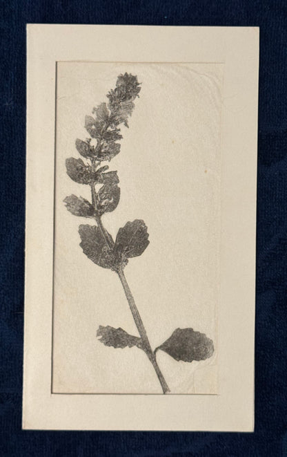 Original Pflanzendruck 1900 Passepartout | Botanische Monotypie