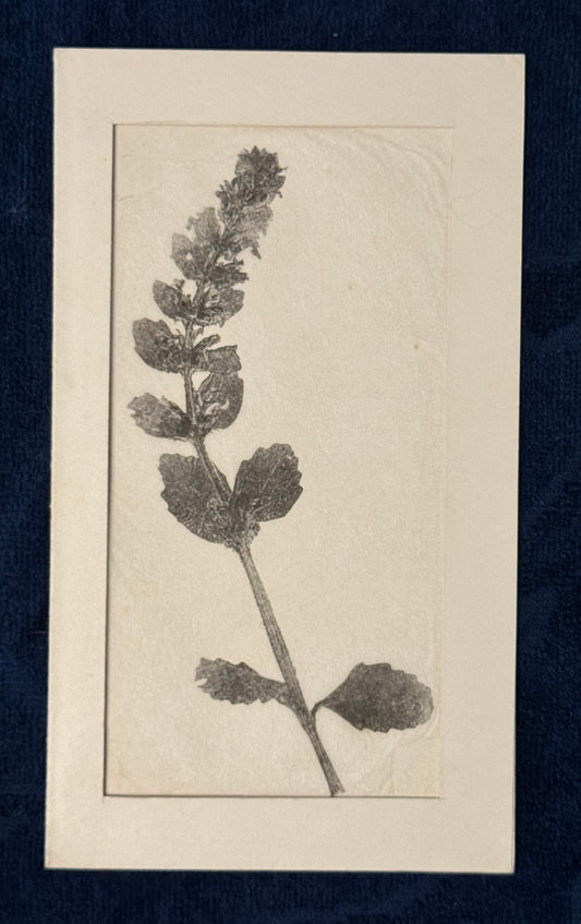 Original Pflanzendruck 1900 Passepartout | Botanische Monotypie