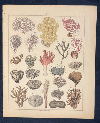 Original Korallen Tafel 1890 Meeresbiologie Lithografie | Naturkunde