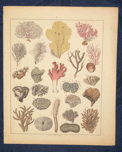 Original Korallen Tafel 1890 Meeresbiologie Lithografie | Naturkunde