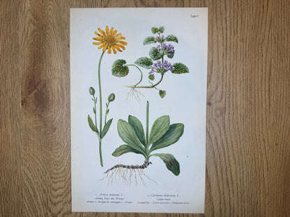 Original Botanik Schautafel 1936 Arnika Gundermann