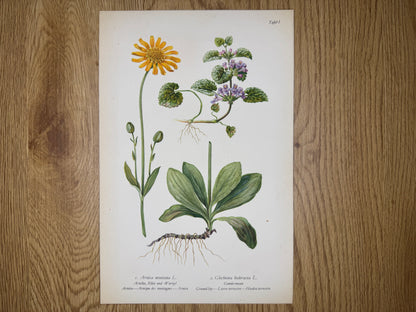 Original Botanik Schautafel 1936 Arnika Gundermann