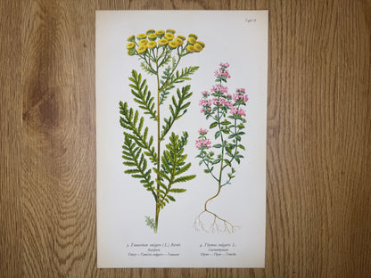 Original Botanik Schautafel 1936 Tanacetum Rainfarn Thymian