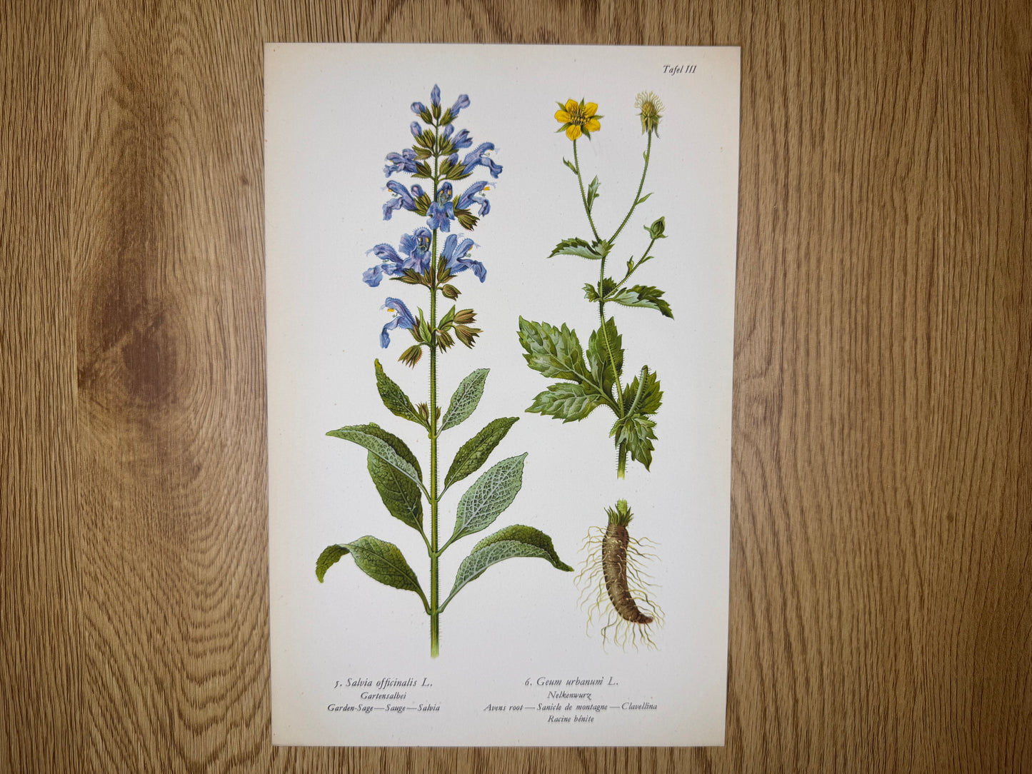 Original Botanik Schautafel 1936 Gartensalbei