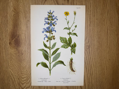 Original Botanik Schautafel 1936 Gartensalbei