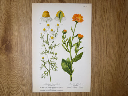 Original Botanik Schautafel 1936 Kamille Ringelblume