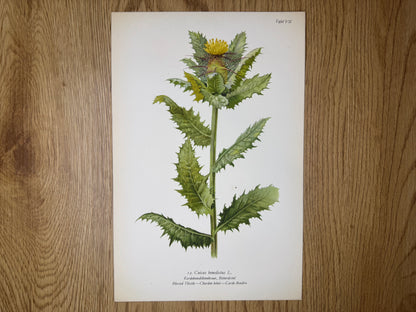 Original Botanik Schautafel 1936 Kardobenediktenkraut