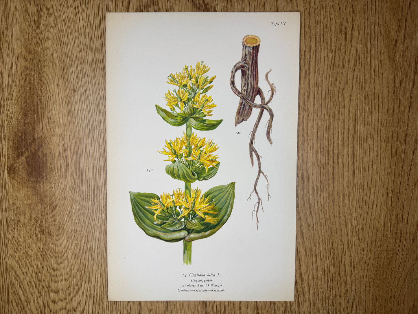 Original Botanik Schautafel 1936 Gelber Enzian