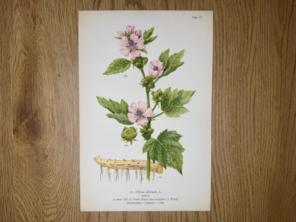 Original Botanik Schautafel 1936 Eibisch