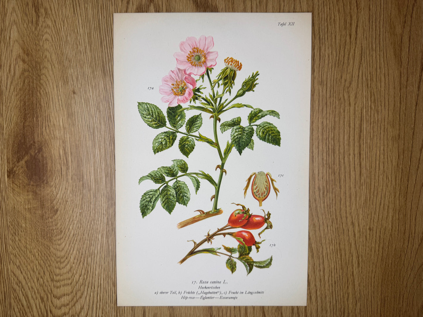 Original Botanik Schautafel 1936 Heckenröschen Rosen