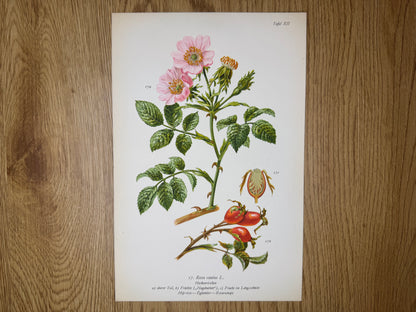Original Botanik Schautafel 1936 Heckenröschen Rosen