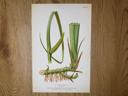 Original Botanik Schautafel 1936 Kalmus