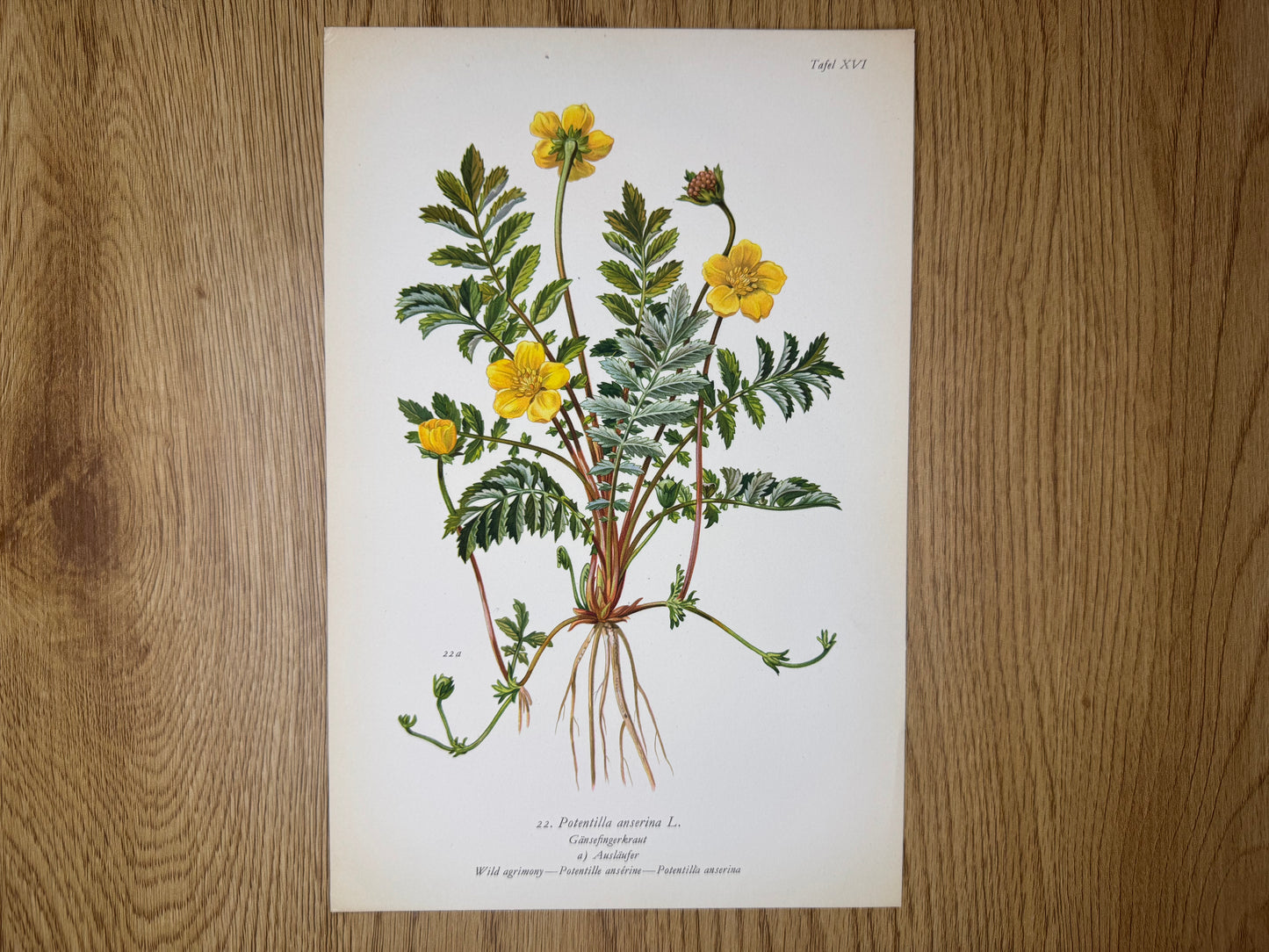 Original Botanik Schautafel 1936 Gänsefingerkraut