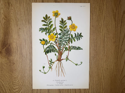 Original Botanik Schautafel 1936 Gänsefingerkraut