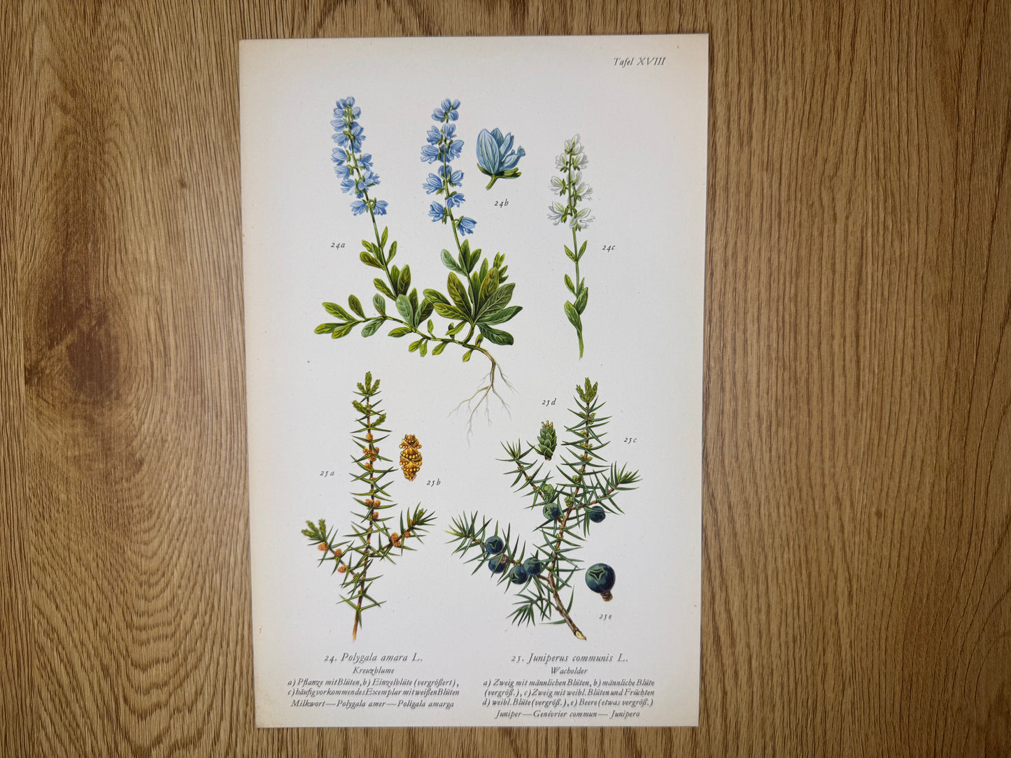 Original Botanik Schautafel 1936 Wacholder Kreuzblume