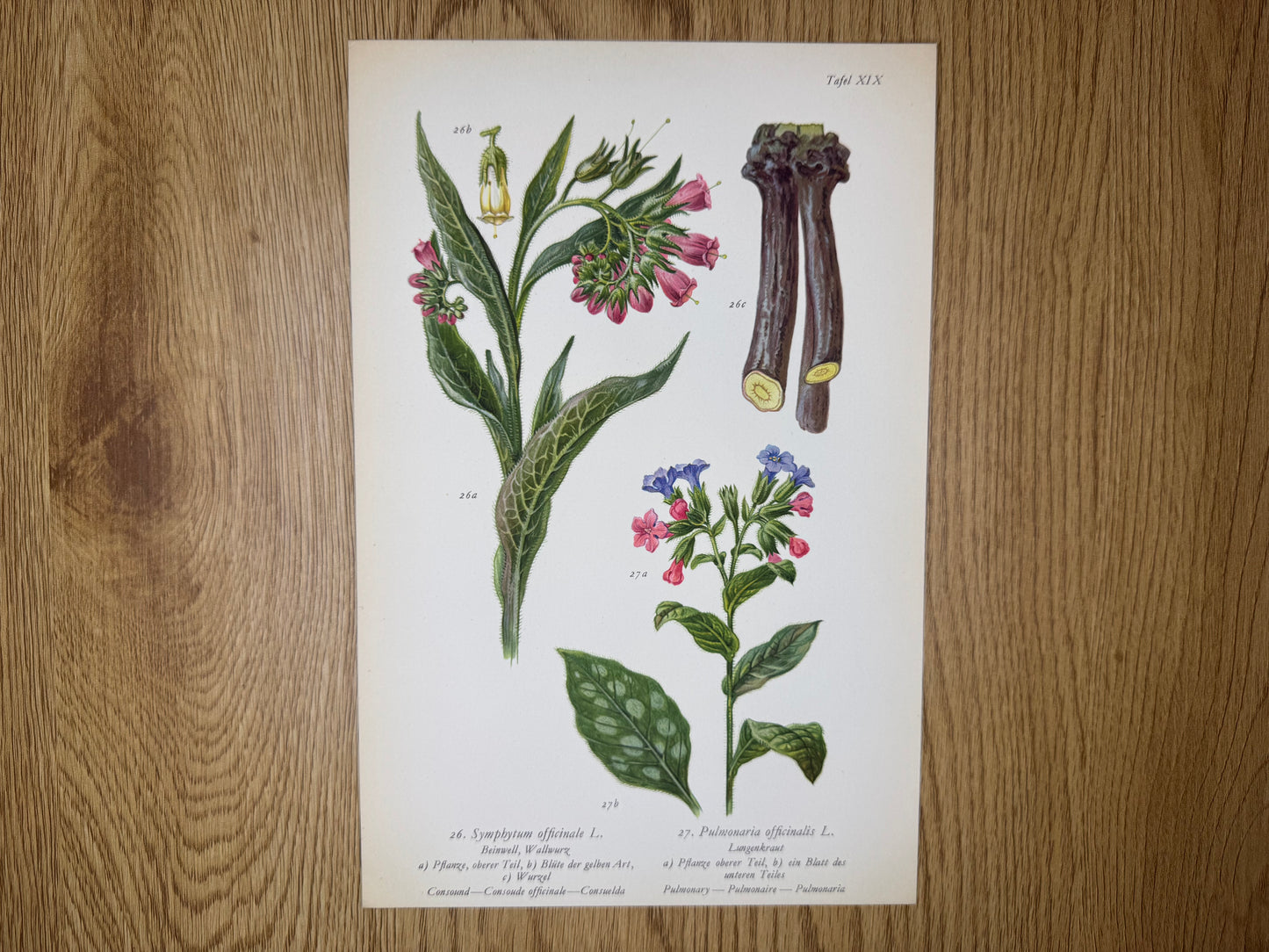 Original Botanik Schautafel 1936 Beinwell Wallwurz Lungenkraut