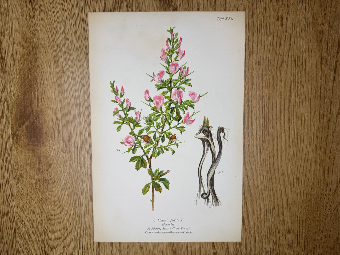 Original Botanik Schautafel 1936 Hauhechel Ononis spinosa