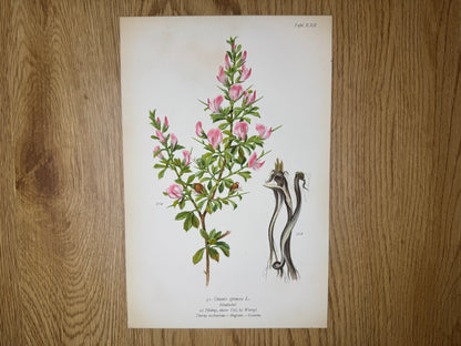 Original Botanik Schautafel 1936 Hauhechel Ononis spinosa