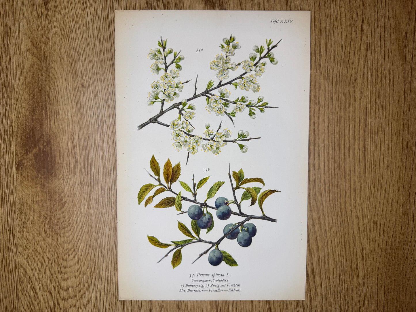 Original Botanik Schautafel 1936 Schlehdorn