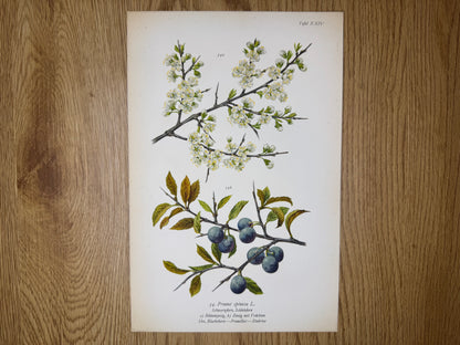 Original Botanik Schautafel 1936 Schlehdorn