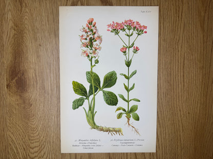 Original Botanik Schautafel 1936 Bitterklee Tausendgüldenkraut