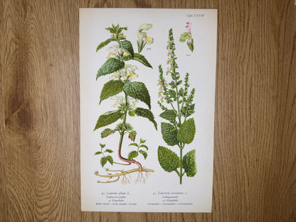 Original Botanik Schautafel 1936 Taubnessel Salbeigamander