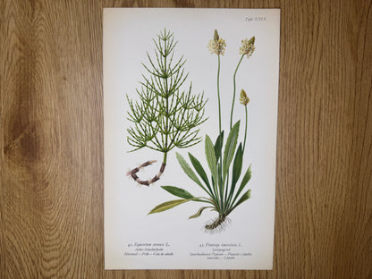 Original Botanik Schautafel 1936 Spitzwegerich