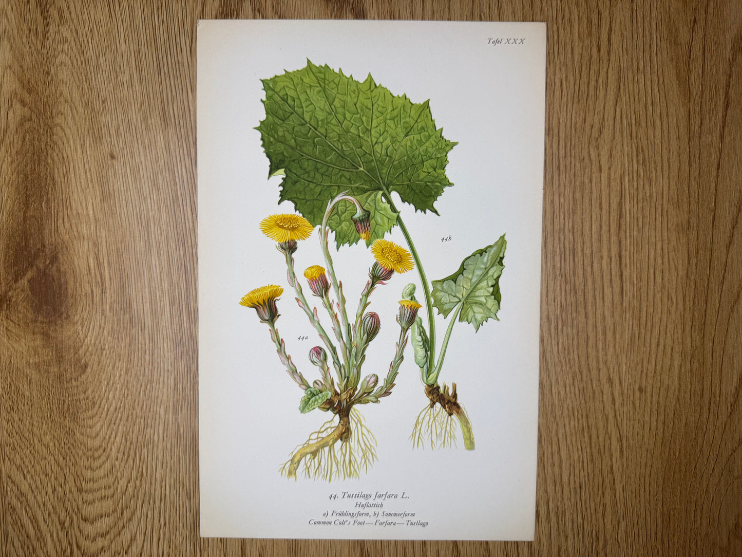 Original Botanik Schautafel 1936 Huflattich Tussilago farfara