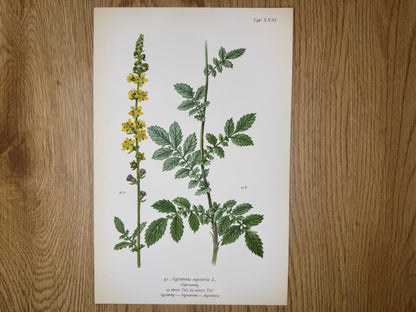 Original Botanik Schautafel 1936 Odermennig