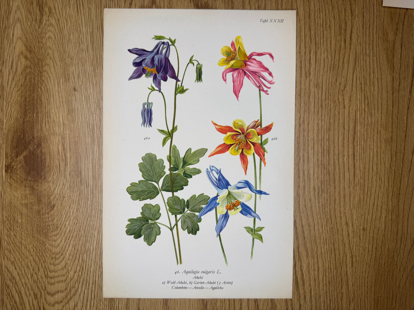 Original Botanik Schautafel 1936 Akelei Aquilegia vulgaris