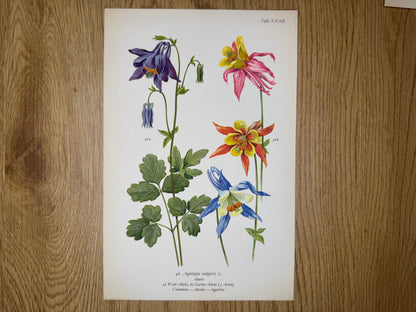 Original Botanik Schautafel 1936 Akelei Aquilegia vulgaris