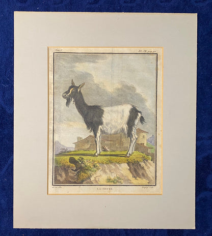 1780 Original Kupferstich Ziege La Chèvre | Antike Tierdarstellung Frankreich