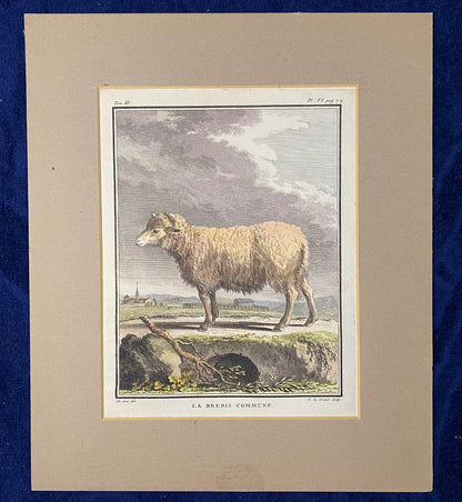 1780 Schaf La Brebis Commune Original kolorierter Kupferstich | Tierdarstellung Frankreich