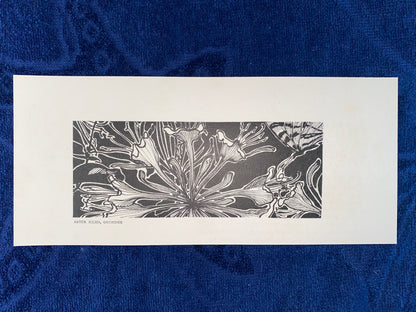 Jugendstil Druck Artur Illies Orchidee 1900 | Blumen Schmetterling | Vintage Art