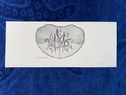 Jugendstildruck Leo Prochownik Florale Ornament Grafik 1905 | Original Art Nouveau