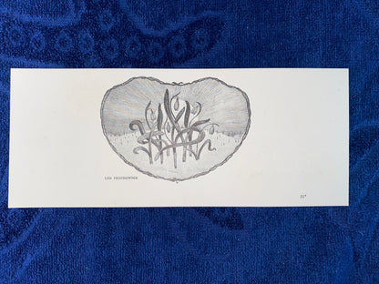 Jugendstildruck Leo Prochownik Florale Ornament Grafik 1905 | Original Art Nouveau