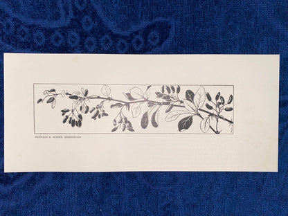 Art Nouveau Jugendstildruck Fräulein Ferber Berberitzen 1900 | Original Grafik Vintage