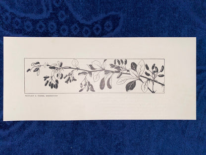 Art Nouveau Jugendstildruck Fräulein Ferber Berberitzen 1900 | Original Grafik Vintage