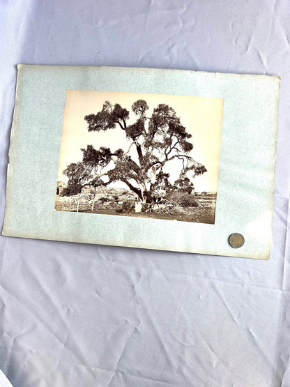 Baum in Steppe / Wüste 1885