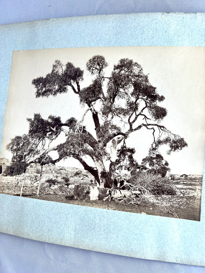 Baum in Steppe / Wüste 1885
