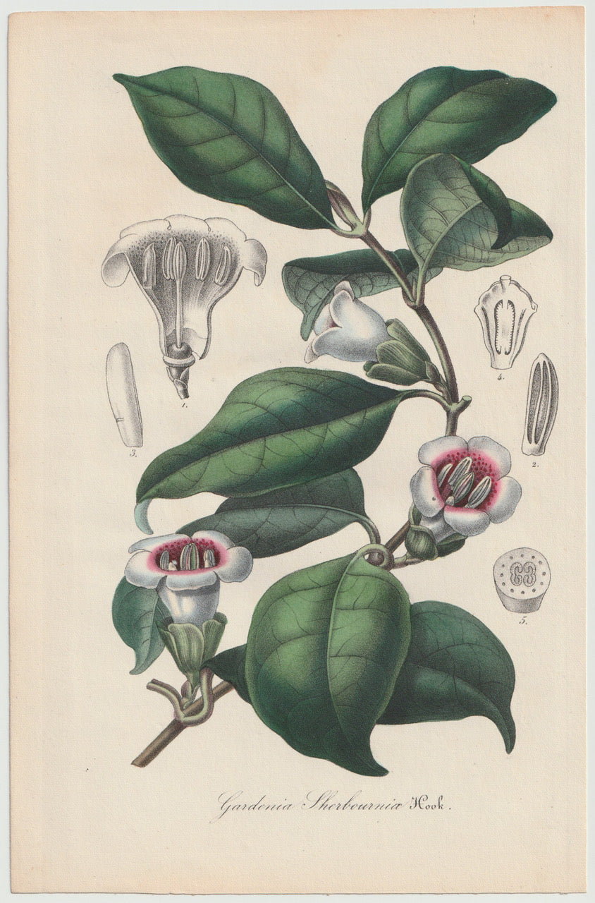 Gardenia sherbournia Rubiaceae 1850 | Originaldruck